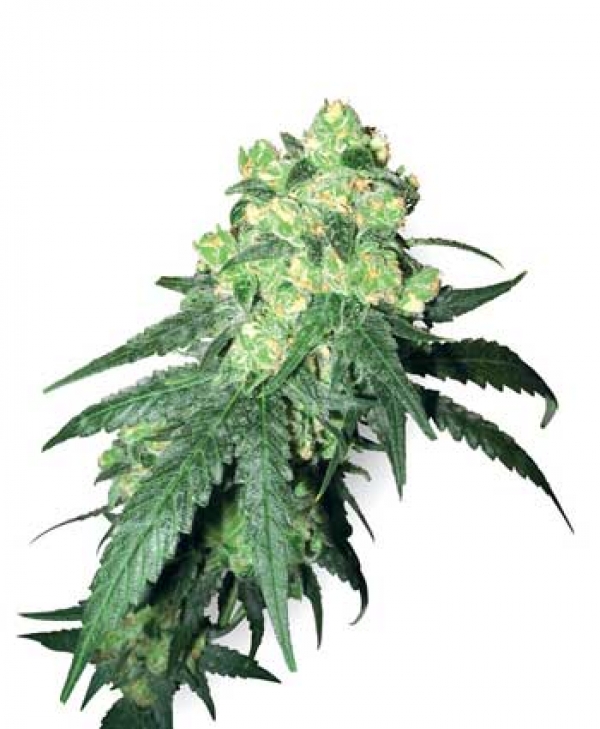 White Label Rhino Regular Cannabis Seeds | White Label Seed Company