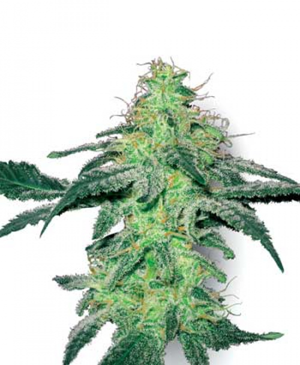  White Skunk Regular Cannabis Seeds | White Label Seed Company