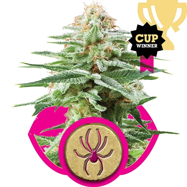 White Widow Feminised Cannabis Seeds | Royal Queen Seeds