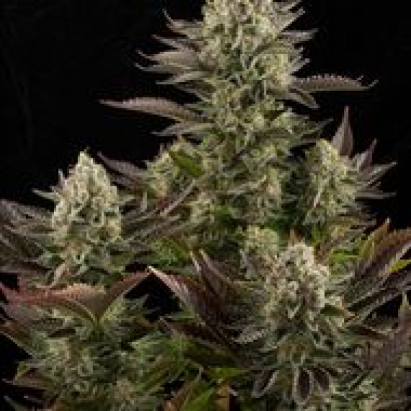 Cannabis Seeds - 5 Best White Widow Seeds