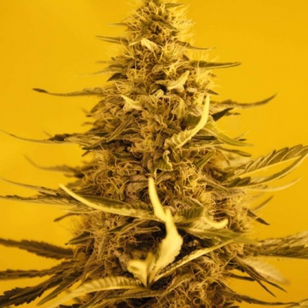 White Widow Feminised Cannabis Seeds | Nirvana 