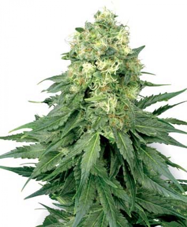 White Widow Automatic Feminised Cannabis Seeds | White Label Seed Company