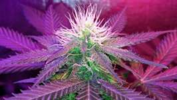 White Widow Regular Cannabis Seeds | Nirvana 