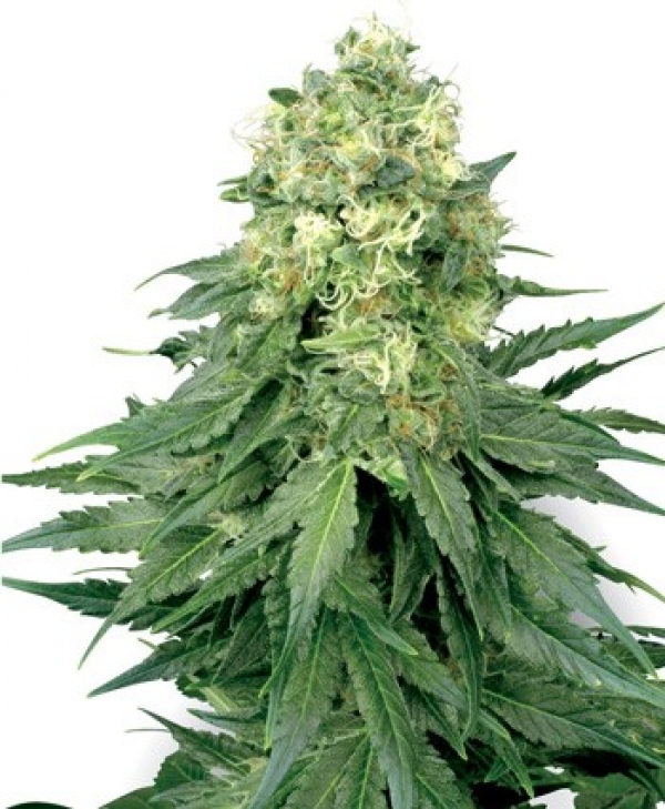 White Widow Feminised Cannabis Seeds | White Label Seed Company