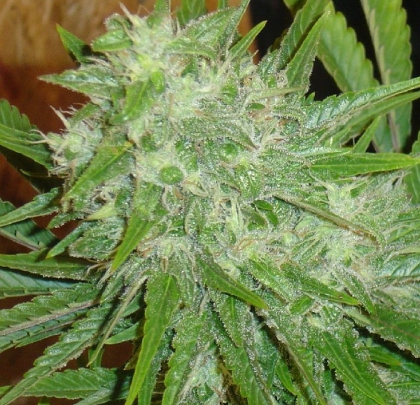 White Grapes Regular Cannabis Seeds | Hazeman Seeds