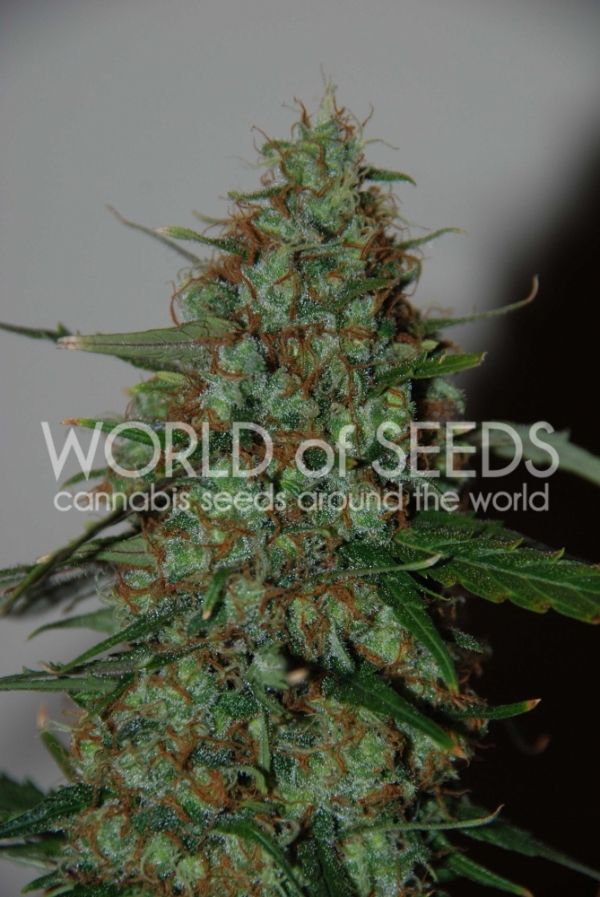 Wild Thailand Ryder Auto Feminised Cannabis Seeds | World of Seeds