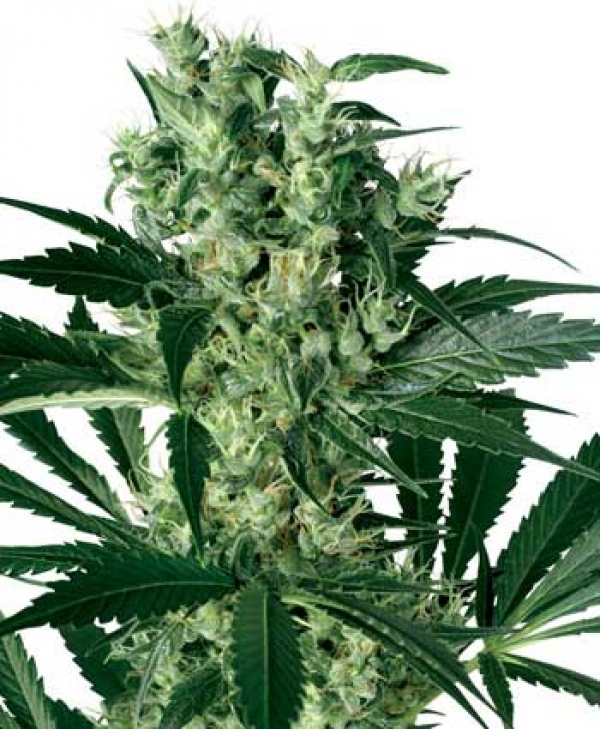 X - Haze Feminised Cannabis Seed | White Label Seed Company