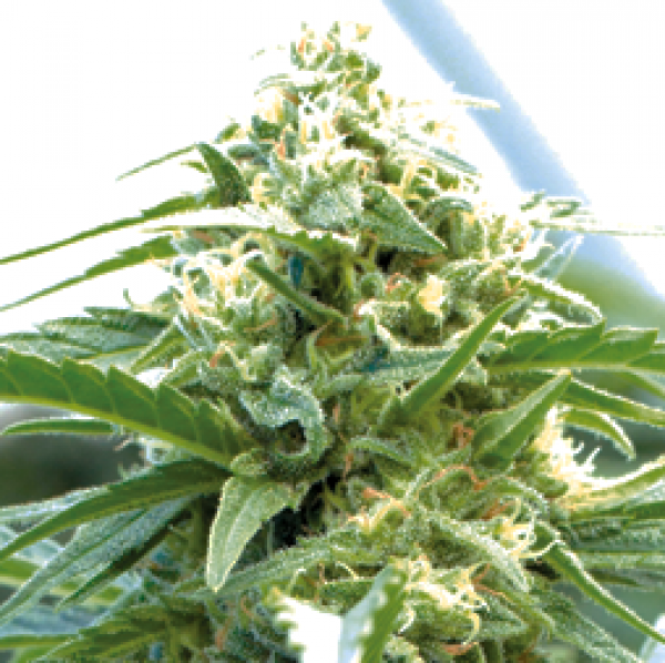 Cherry O.G. Regular Cannabis Seeds | Emerald Triangle Seeds