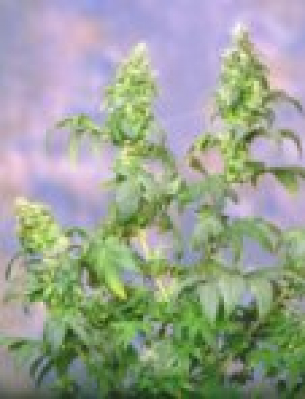 Yumbolt Feminised Cannabis Seeds | Sagarmartha Seeds