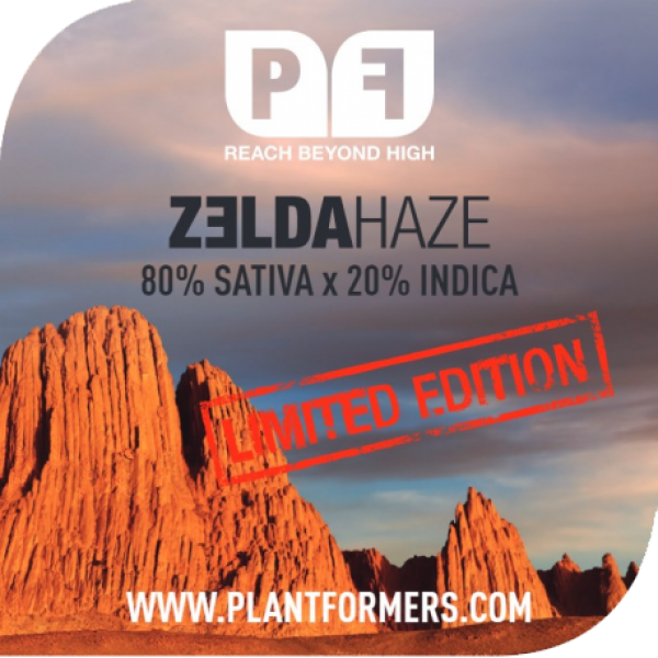 Zelda Haze Feminised Cannabis Seeds | Plantformers