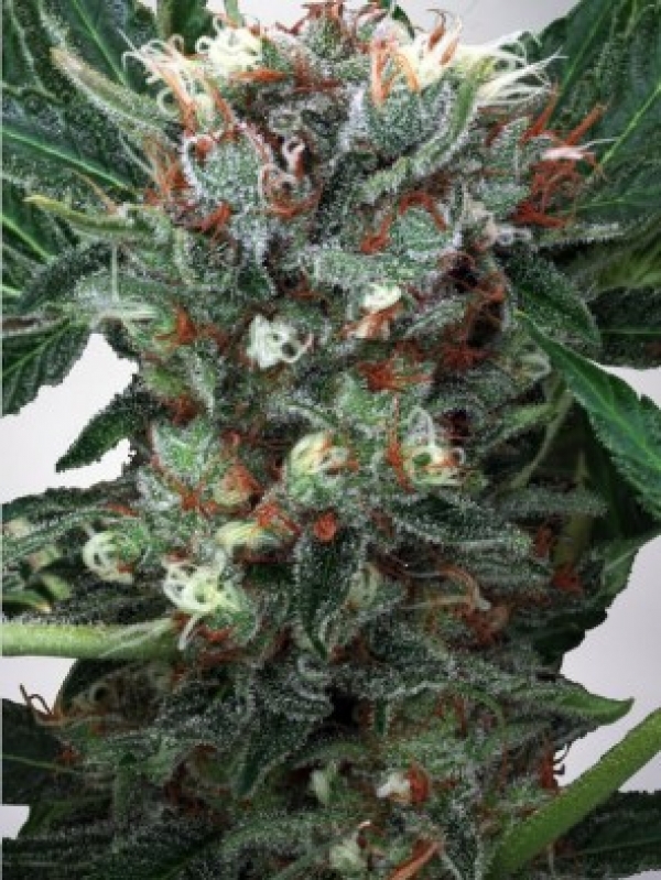 Zensation Feminised Cannabis Seeds | Ministry of Cannabis