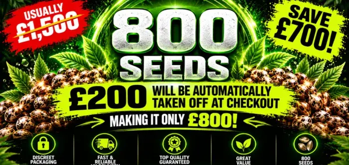 EXCLUSIVE CANNABIS SEEDS BULK DEAL - 800 SEEDS FOR £800