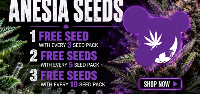 Anesia Free Seeds - Discount Cannabis Seeds