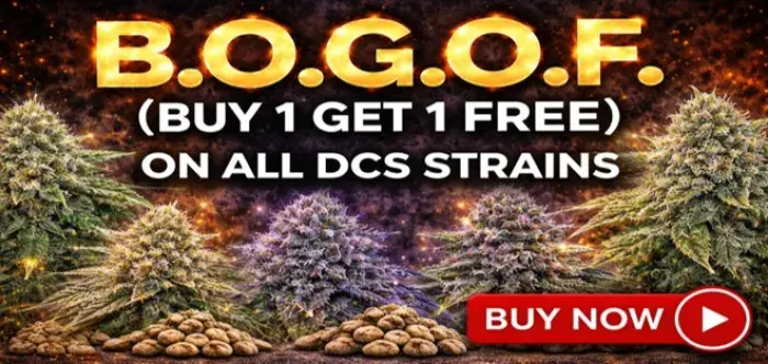 BOGOF - Discount Cannabis Seeds