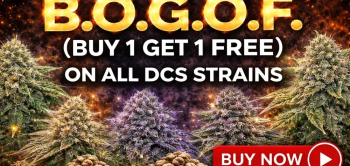BOGOF - Discount Cannabis Seeds