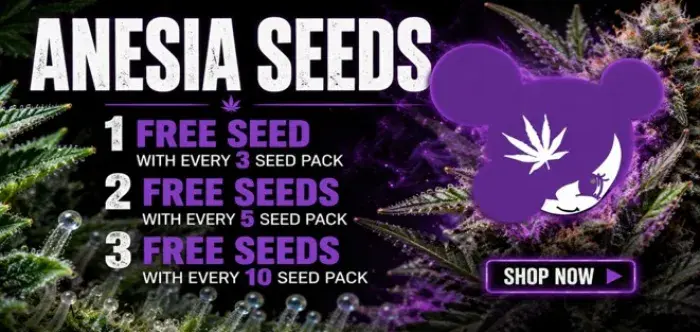 Anesia Free Seeds - Discount Cannabis Seeds