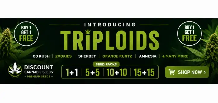 Triploids - Discount Cannabis Seeds