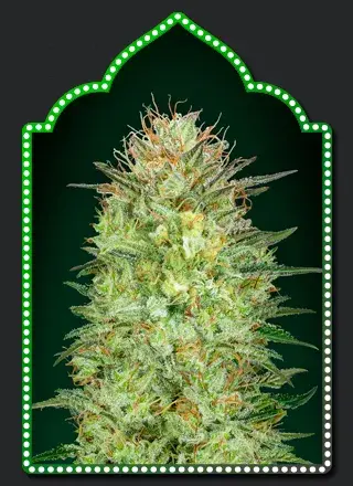 Auto Sweet Critical Feminised Cannabis Seeds | OO Seeds