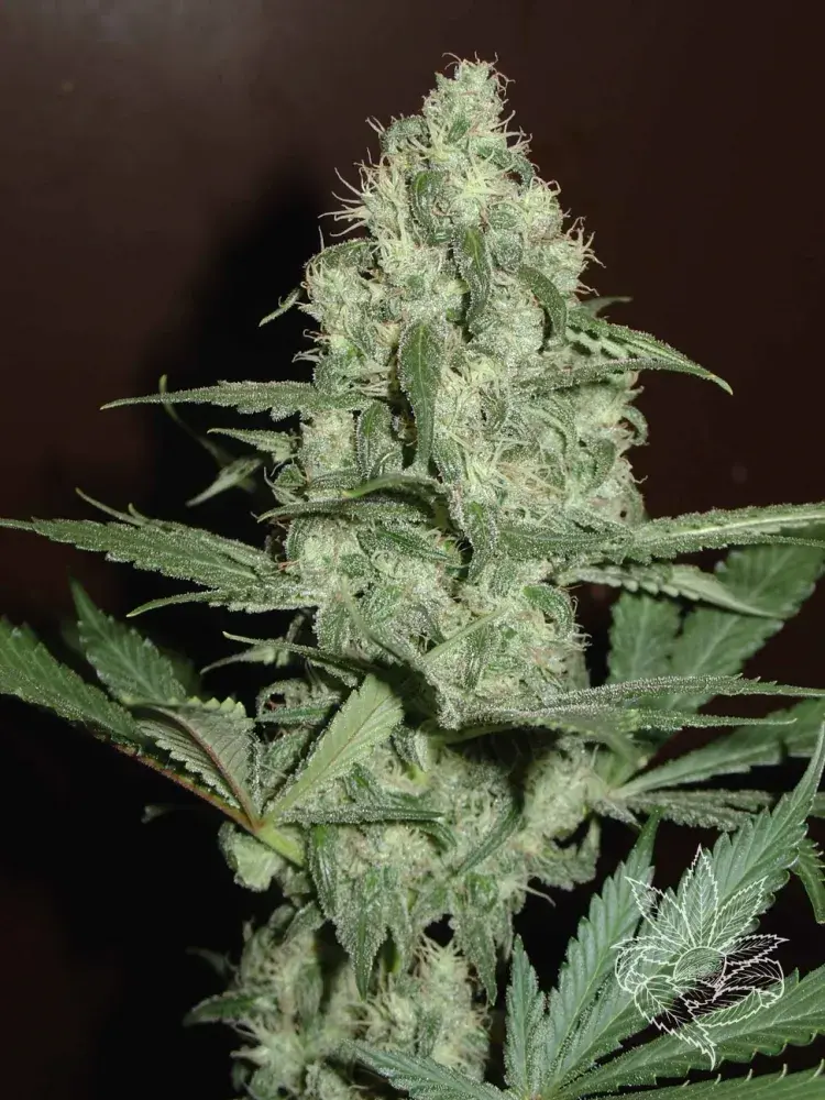 CH.1 Feminised Cannabis Seeds
