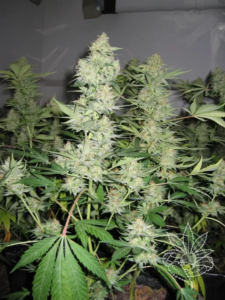 Skunk #1 Feminised Cannabis Seeds