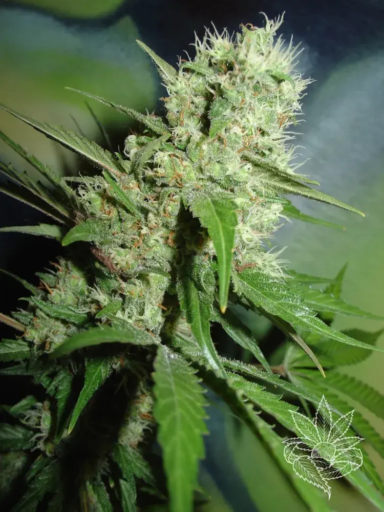 Jack Herer Feminised Cannabis Seeds