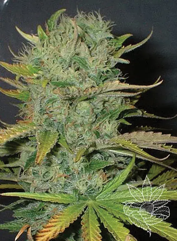 Afghani Feminised Cannabis Seeds