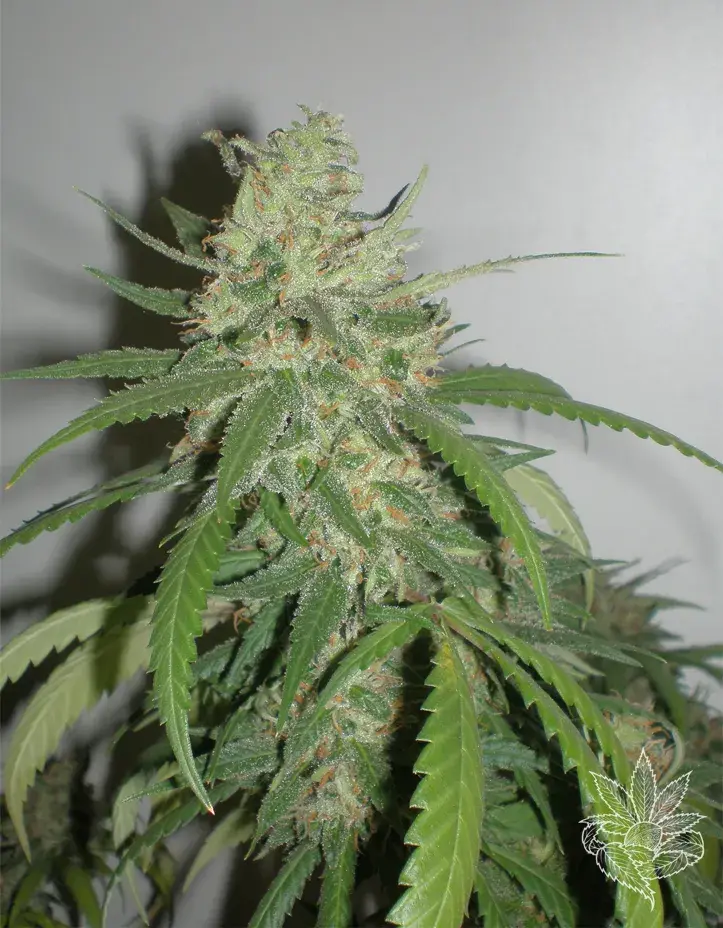 SPR Haze Feminised Cannabis Seeds