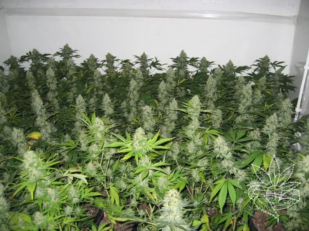Master Kush Feminised Cannabis Seeds
