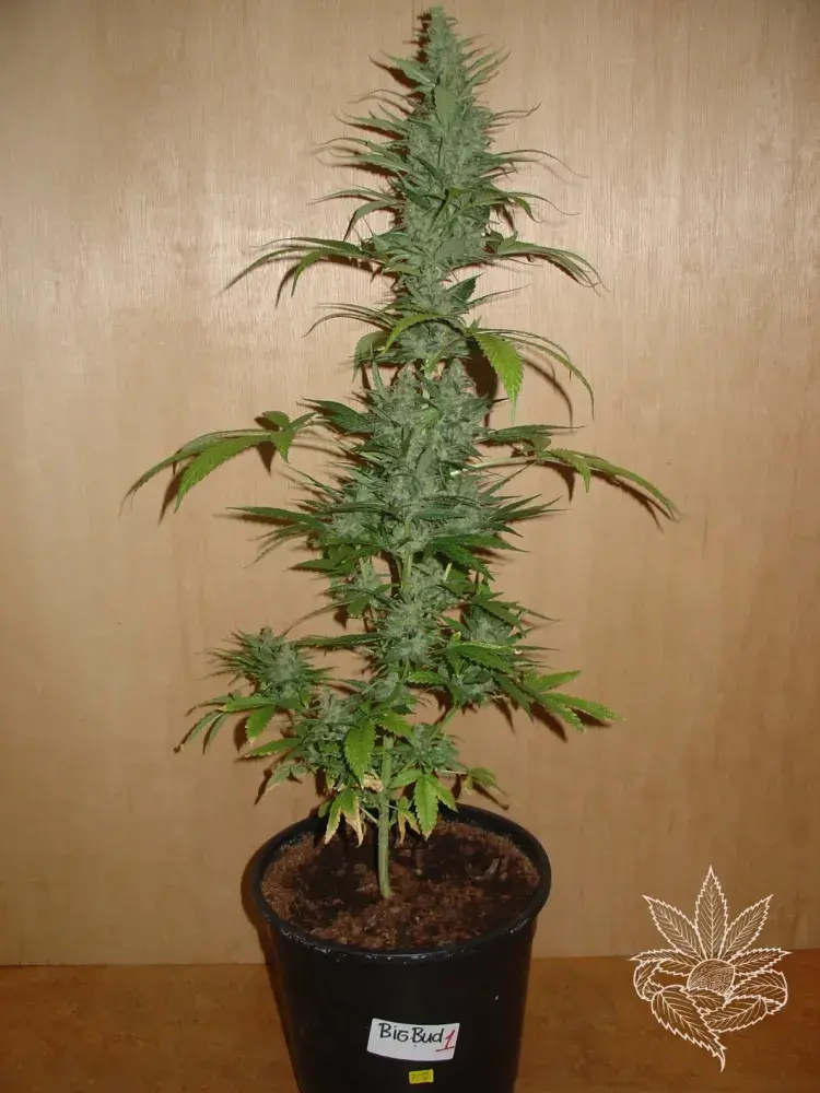 Big Bud Feminised Cannabis Seeds
