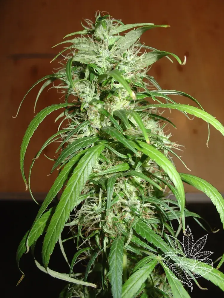 Haze Feminised Cannabis Seeds