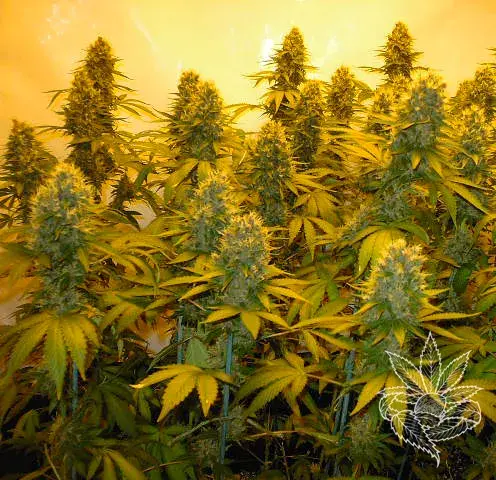 Top 44 Feminised Cannabis Seeds