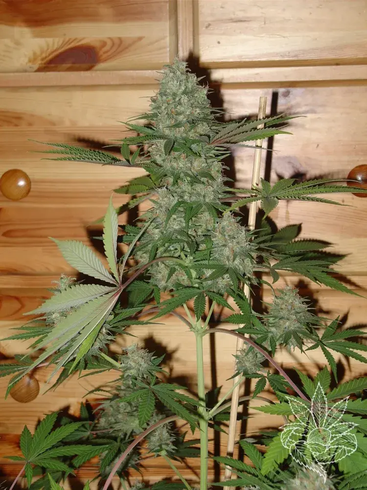 Caramella Feminised Cannabis Seeds