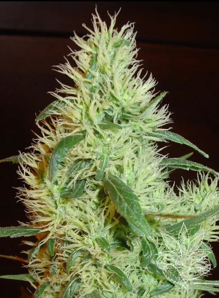 White Widow* aka First Lady Feminised Cannabis Seeds