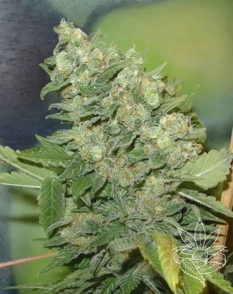 Armageddon Feminised Cannabis Seeds