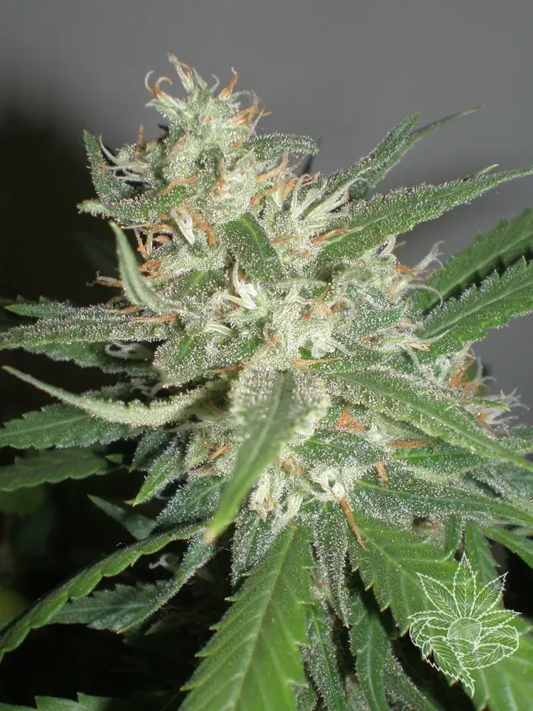 Amazing Haze Feminised Cannabis Seeds