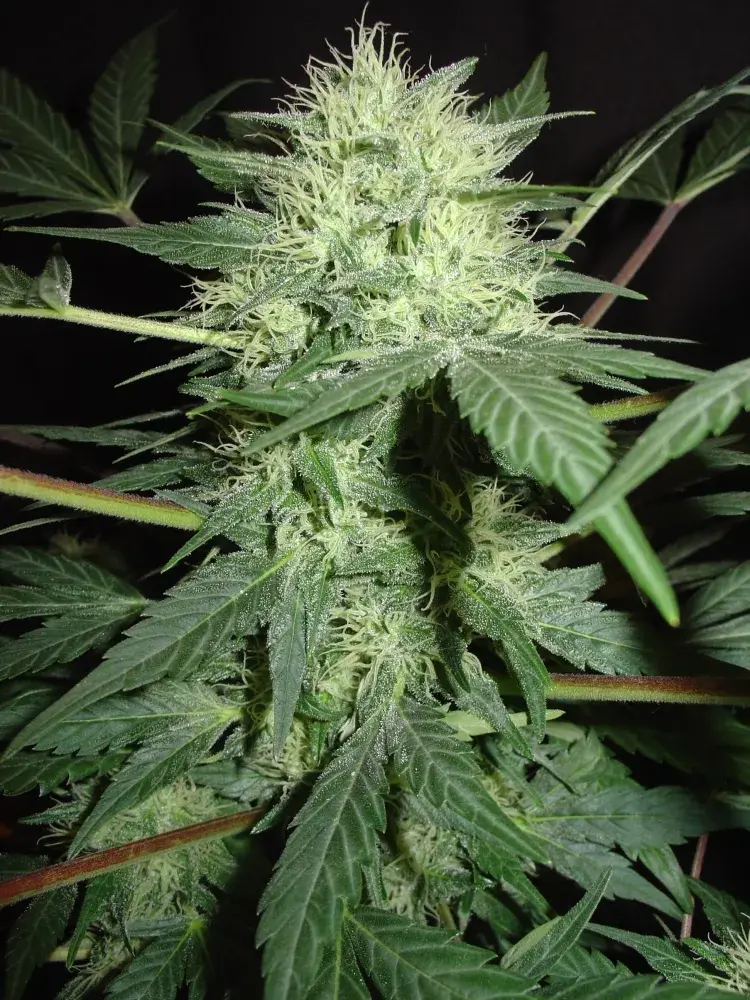 Northern Light Auto Feminised Cannabis Seeds