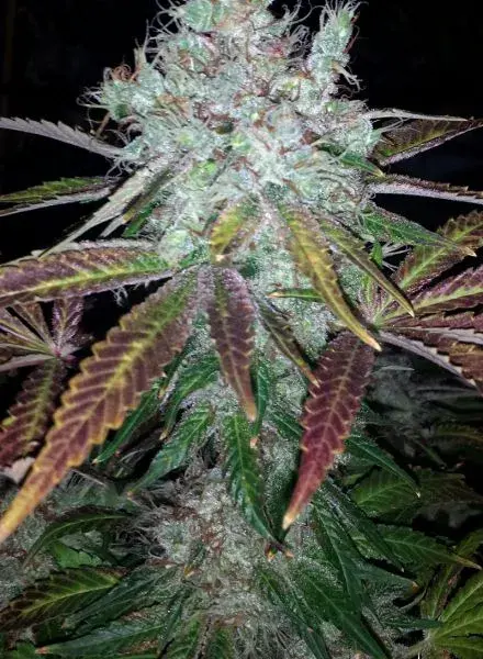 Super Lemon Jack Feminised Cannabis Seeds | BC Bud Depot