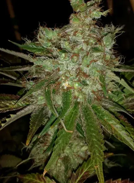 Garlic Cheese Feminised Cannabis Seeds | BC Bud Depot