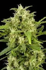 Super Early Auto Feminised Cannabis Seeds