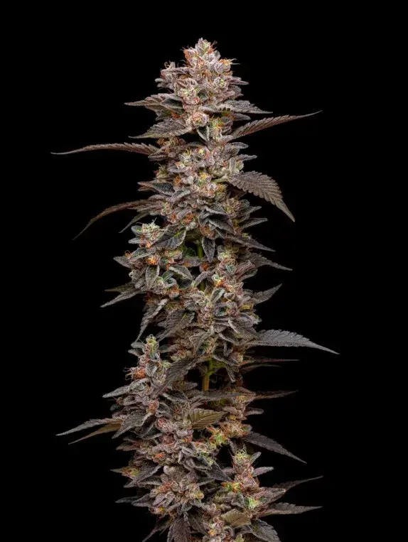 Munyunz Feminised Cannabis Seeds - Mavericks Seeds.