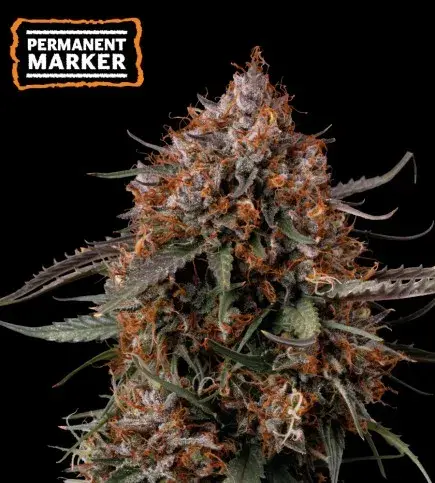 Permanent Marker Feminised Cannabis Seeds | Seed Stockers.