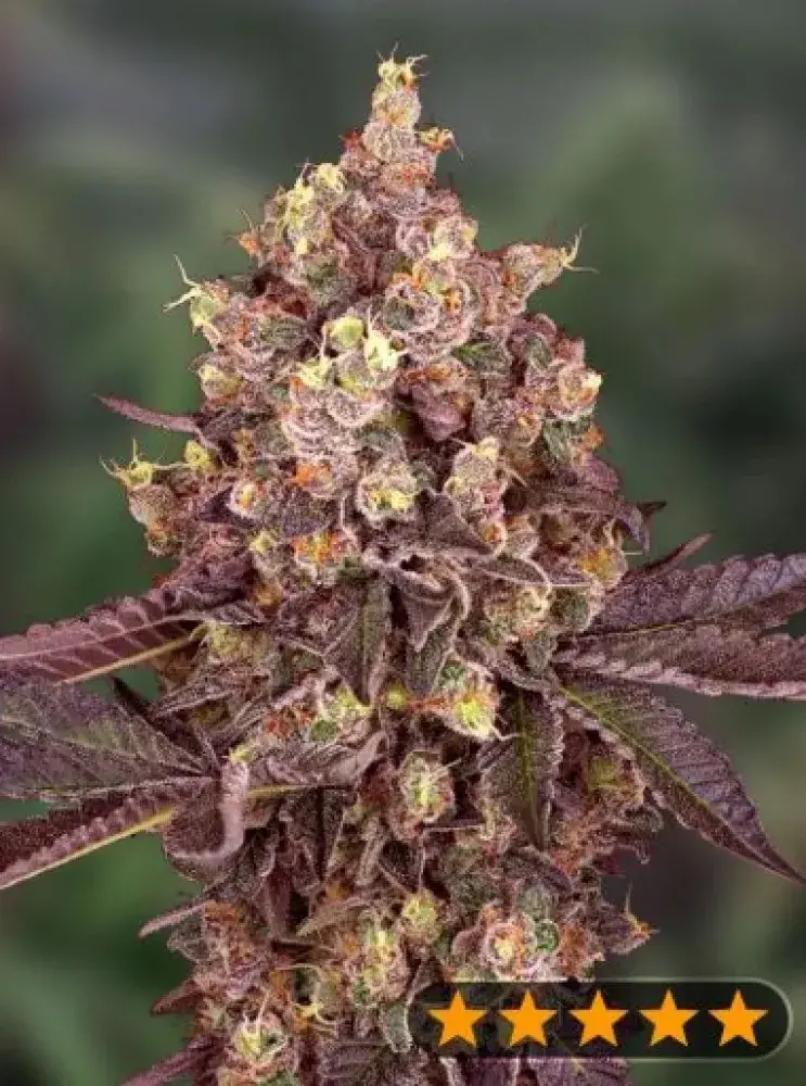 5star Cherry Pie Auto Feminised Cannabis Seeds - Power Strains.