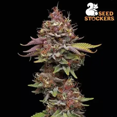 Superior Amaretto Tarmac Feminised Cannabis Seeds | Seed Stockers.