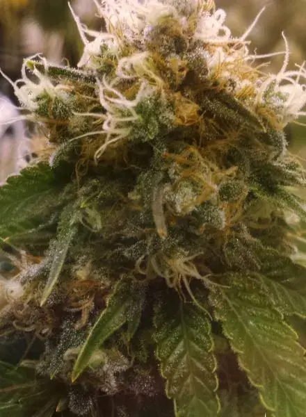 Honey OG Feminised Cannabis Seeds |  BC Bud Depot