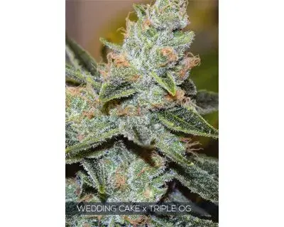 Wedding Cake x Triple OG Feminised Cannabis Seeds | Vision Seeds