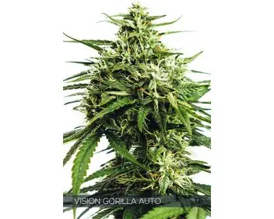 Vision Gorilla  Auto Feminised Cannabis Seeds | Vision Seeds