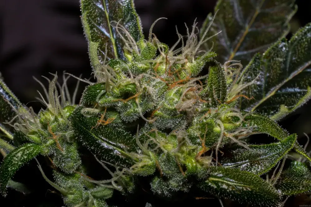 Cobra Auto Feminised Cannabis Seeds