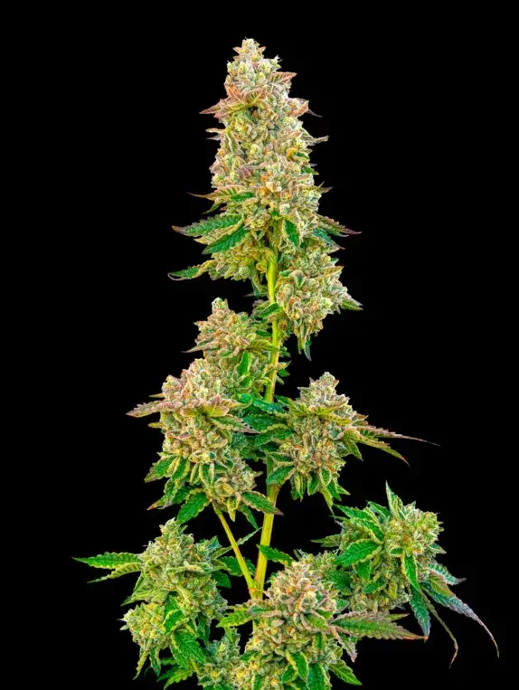 Boston Cream Pie Feminised Cannabis Seeds - Mavericks Seeds.