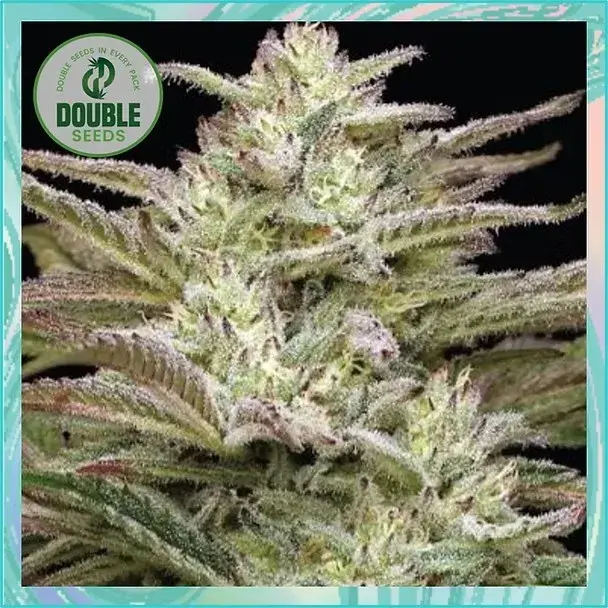 Auto Jelly Donutz Cannabis Seeds - Double Seeds.