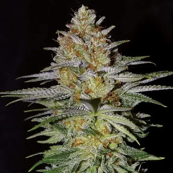 Empire Glitter Bomb Cannabis Seeds – Empire Seeds Bank.